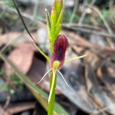 Cryptostylis hunteriana (Leafless Tongue Orchid) at Meroo National Park - 9 Dec 2023 by NedJohnston