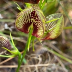 Cryptostylis erecta (Bonnet Orchid) at Meroo National Park - 8 Dec 2023 by NedJohnston