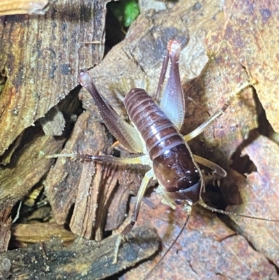 Gryllacrididae sp. (family) (Wood, Raspy or Leaf Rolling Cricket) at Meroo National Park - 9 Dec 2023 by NedJohnston