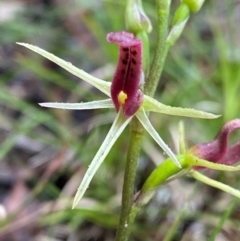 Cryptostylis leptochila (Small Tongue Orchid) at Mogo State Forest - 10 Dec 2023 by NedJohnston