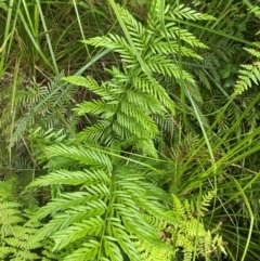 Todea barbara (King Fern) at Booderee National Park - 15 Dec 2023 by NedJohnston