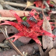 Aseroe rubra (Anemone Stinkhorn) at Booderee National Park1 - 16 Dec 2023 by NedJohnston