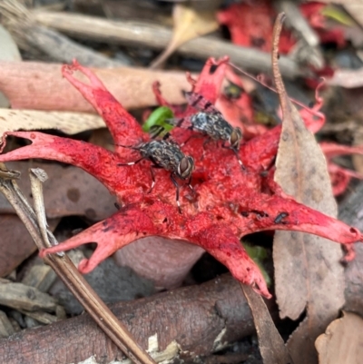 Aseroe rubra (Anemone Stinkhorn) at Booderee National Park1 - 16 Dec 2023 by NedJohnston