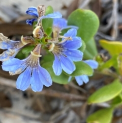 Scaevola calendulacea (Dune Fan-flower) at Salamander Bay, NSW - 16 Dec 2023 by NedJohnston