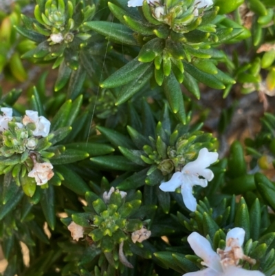Westringia fruticosa (Native Rosemary) at Myall Lakes National Park - 16 Dec 2023 by NedJohnston