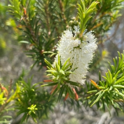 Melaleuca armillaris (Bracelet Honey Myrtle) at Myall Lakes National Park - 17 Dec 2023 by NedJohnston