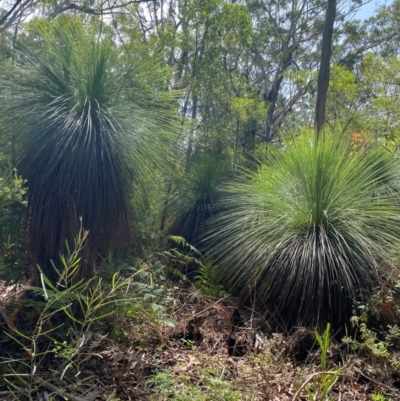 Xanthorrhoea johnsonii at Myall Lakes National Park - 17 Dec 2023 by NedJohnston