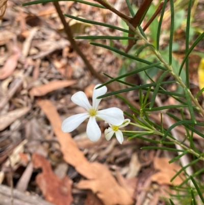 Ricinocarpos pinifolius (Wedding Bush) at Myall Lakes National Park - 17 Dec 2023 by NedJohnston