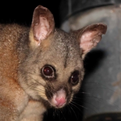 Trichosurus vulpecula (Common Brushtail Possum) at Turner, ACT - 23 Dec 2023 by ConBoekel