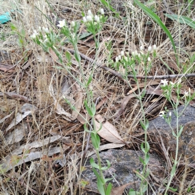 Centaurium erythraea (Common Centaury) at Fadden, ACT - 23 Dec 2023 by LPadg