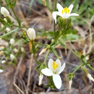 Centaurium erythraea at Fadden, ACT - 24 Dec 2023