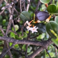 Alyxia buxifolia (Sea Box) at Croajingolong National Park - 6 Dec 2023 by NedJohnston