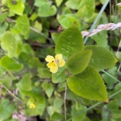 Goodenia ovata (Hop Goodenia) at Croajingolong National Park - 6 Dec 2023 by NedJohnston