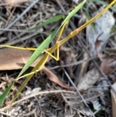 Phasmatodea (order) (Unidentified stick insect) at Croajingolong National Park - 7 Dec 2023 by NedJohnston