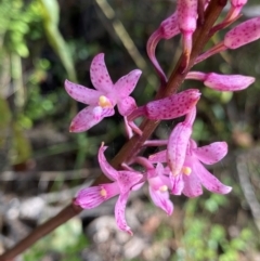 Dipodium roseum (Rosy Hyacinth Orchid) at Croajingolong National Park - 7 Dec 2023 by NedJohnston