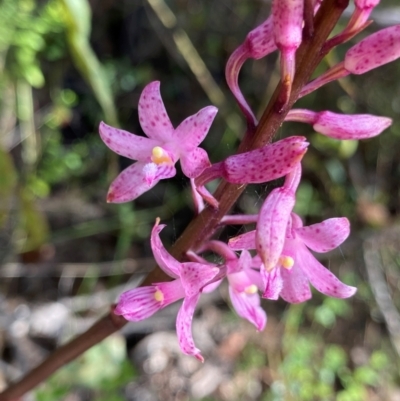 Dipodium roseum (Rosy Hyacinth Orchid) at Croajingolong National Park - 7 Dec 2023 by NedJohnston