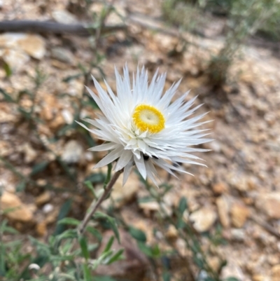 Chrysocephalum baxteri (Fringed Everlasting) at Croajingolong National Park - 7 Dec 2023 by NedJohnston