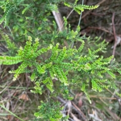Bossiaea foliosa (Leafy Bossiaea) at Wilsons Valley, NSW - 23 Dec 2023 by Mavis