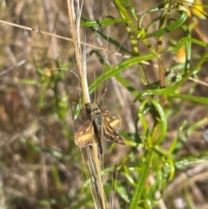 Taractrocera papyria at QPRC LGA - 12 Nov 2023