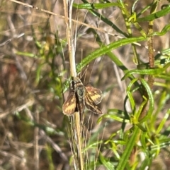 Taractrocera papyria at QPRC LGA - 12 Nov 2023