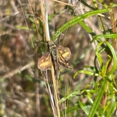 Taractrocera papyria at QPRC LGA - 12 Nov 2023 09:25 AM