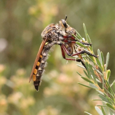 Chrysopogon muelleri (Robber fly) at Bruce Ridge - 23 Dec 2023 by ConBoekel