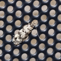 Barea confusella (A Concealer moth) at Turner, ACT - 10 Dec 2023 by ConBoekel