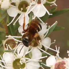 Lasioglossum (Chilalictus) sp. (genus & subgenus) (Halictid bee) at Bruce Ridge - 23 Dec 2023 by ConBoekel