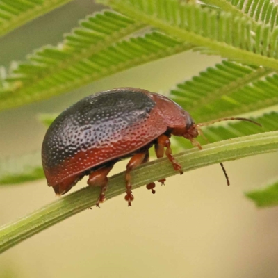 Dicranosterna immaculata (Acacia leaf beetle) at Bruce Ridge - 23 Dec 2023 by ConBoekel