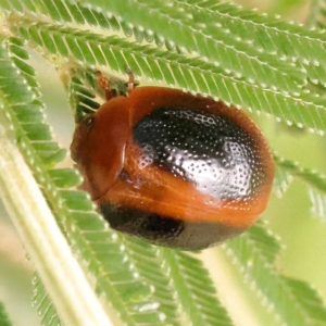 Dicranosterna immaculata at Bruce Ridge - 23 Dec 2023