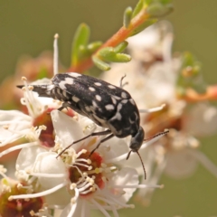 Mordella dumbrelli (Dumbrell's Pintail Beetle) at Bruce Ridge - 23 Dec 2023 by ConBoekel