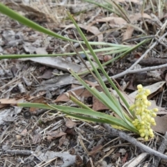 Lomandra filiformis subsp. coriacea (Wattle Matrush) at Bicentennial Park - 23 Dec 2023 by Paul4K