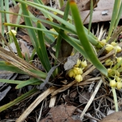 Lomandra filiformis subsp. coriacea at QPRC LGA - 23 Dec 2023