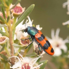 Castiarina crenata (Jewel beetle) at Bruce Ridge - 23 Dec 2023 by ConBoekel