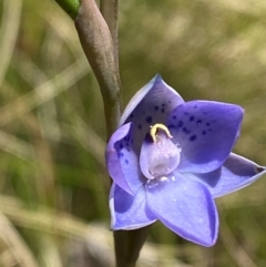 Thelymitra simulata (Graceful Sun-orchid) at Namadgi National Park - 18 Nov 2023 by Tapirlord