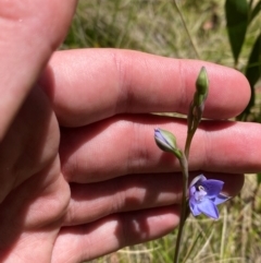 Thelymitra simulata at Namadgi National Park - 18 Nov 2023