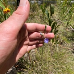 Thelymitra simulata at Namadgi National Park - suppressed