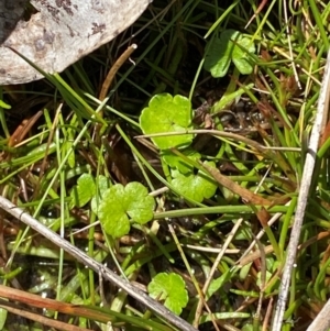 Hydrocotyle sibthorpioides at Namadgi National Park - 18 Nov 2023