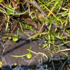 Lilaeopsis polyantha at Namadgi National Park - 18 Nov 2023