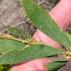 Daviesia mimosoides subsp. acris (Blunt-Leaf Bitter-Pea) at Namadgi National Park - 18 Nov 2023 by Tapirlord