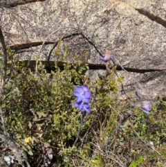 Thelymitra simulata at Namadgi National Park - 18 Nov 2023