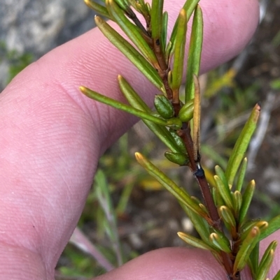 Logania granitica at Tharwa, ACT - 18 Nov 2023 by Tapirlord