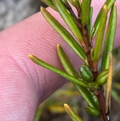 Logania granitica at Namadgi National Park - 18 Nov 2023