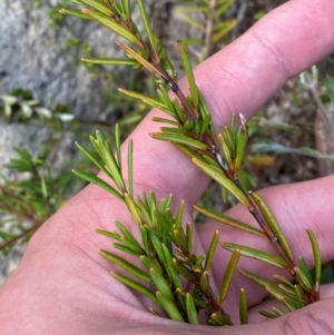 Logania granitica at Namadgi National Park - 18 Nov 2023