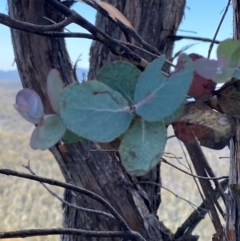 Eucalyptus cinerea subsp. triplex (Blue Gum Hill Argyle Apple) at Tharwa, ACT - 18 Nov 2023 by Tapirlord