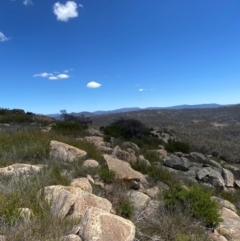 Eucalyptus cinerea subsp. triplex at Namadgi National Park - 18 Nov 2023