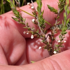 Styphelia attenuata (Small-leaved Beard Heath) at Namadgi National Park - 18 Nov 2023 by Tapirlord