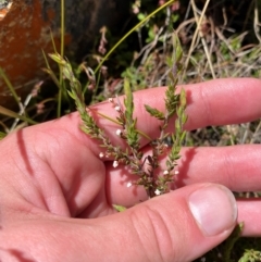 Styphelia attenuata at Namadgi National Park - 18 Nov 2023