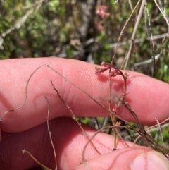 Gonocarpus tetragynus (Common Raspwort) at Tharwa, ACT - 18 Nov 2023 by Tapirlord