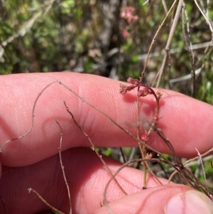 Gonocarpus tetragynus at Namadgi National Park - 18 Nov 2023 11:45 AM